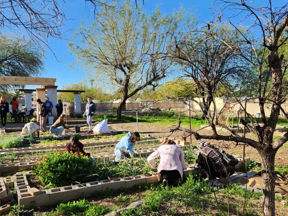 Photo of students working in a community garden. 