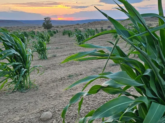 A sparsely planted corn field in the desert at sunset