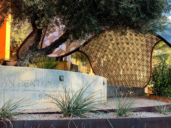 Sonoran Pentapus