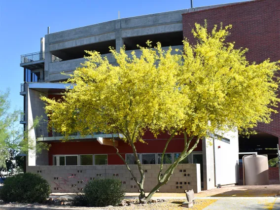 South Stadium Rowhouse 1