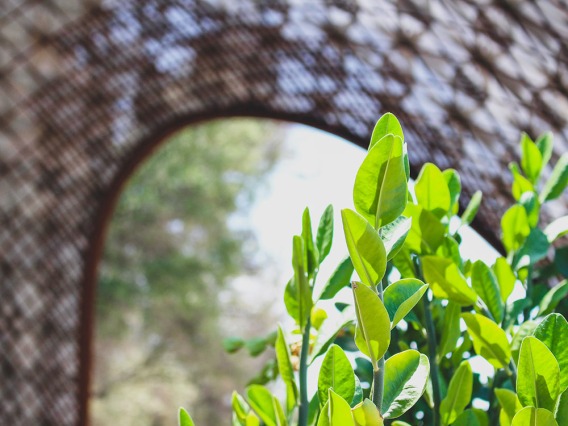 Growing leaves in front of CAPLA's gridshell