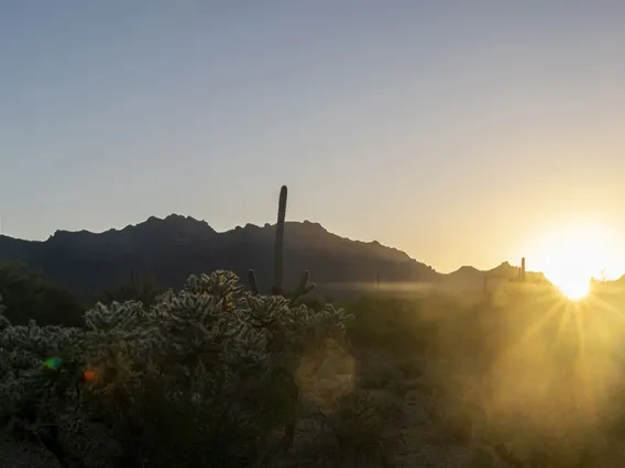 Desert sunset silhouette