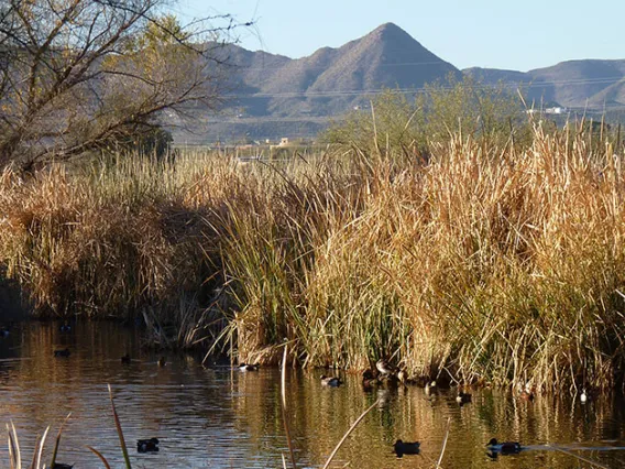 Sweetwater Wetlands