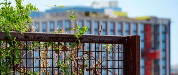 Railing, plant and building under construction as viewed from fourth floor of CAPLA building