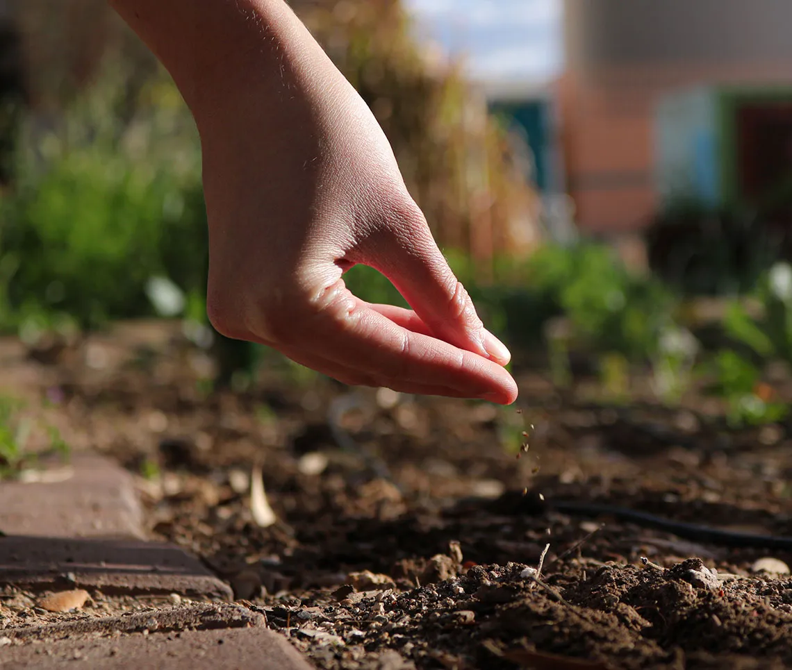 Hand dropping seeds