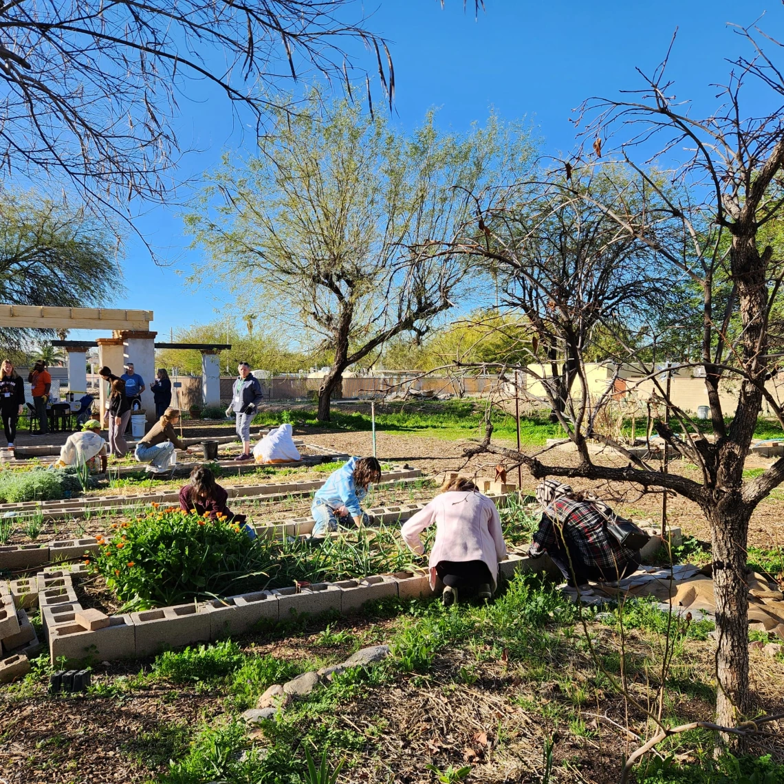 Photo of students working in a community garden. 