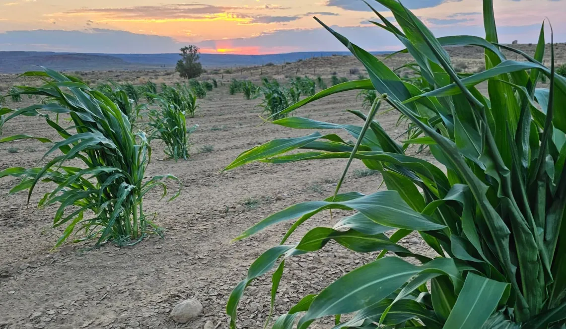 A sparsely planted corn field in the desert at sunset