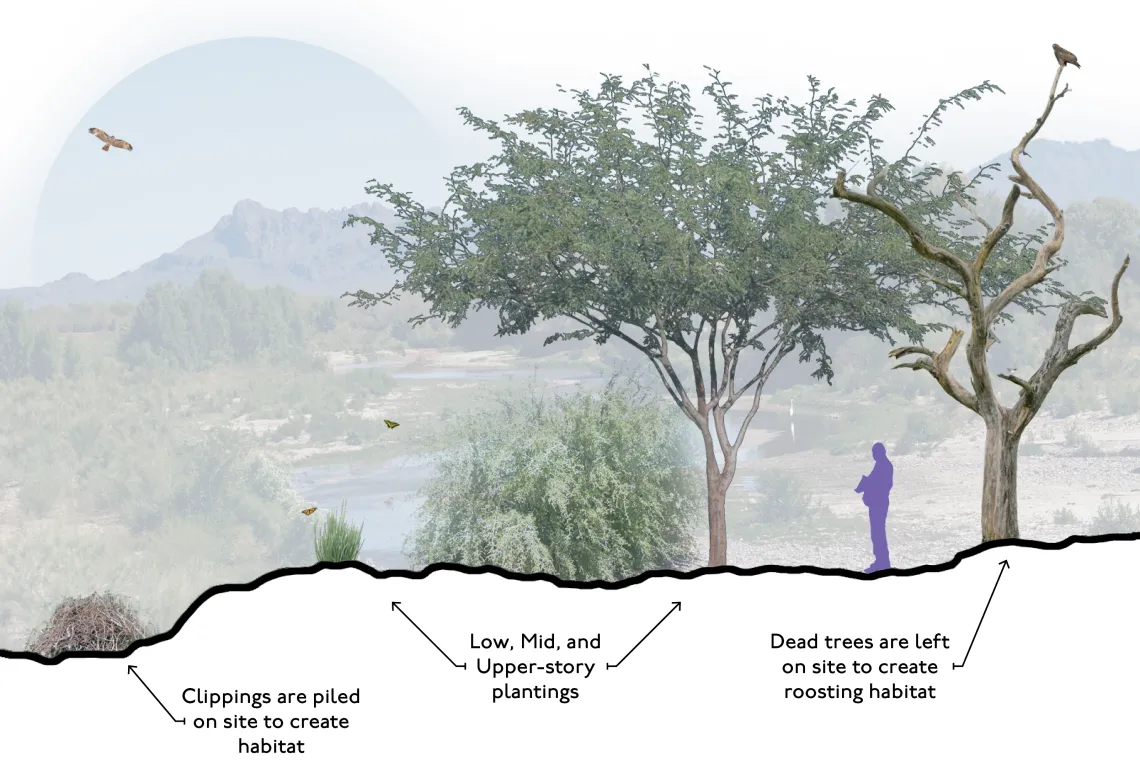 Cross section of bird habitat in Hope Rock Park