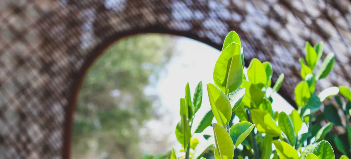 Leaves growing by CAPLA's gridshell