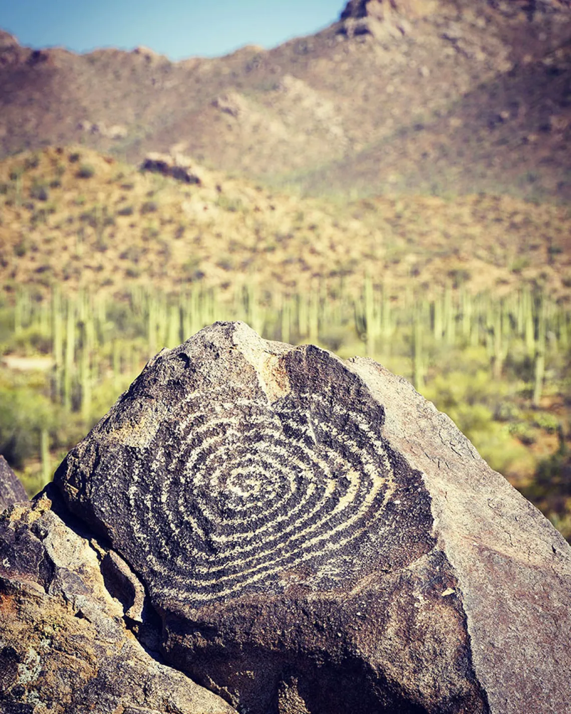 Signal Hill at Saguaro National Park