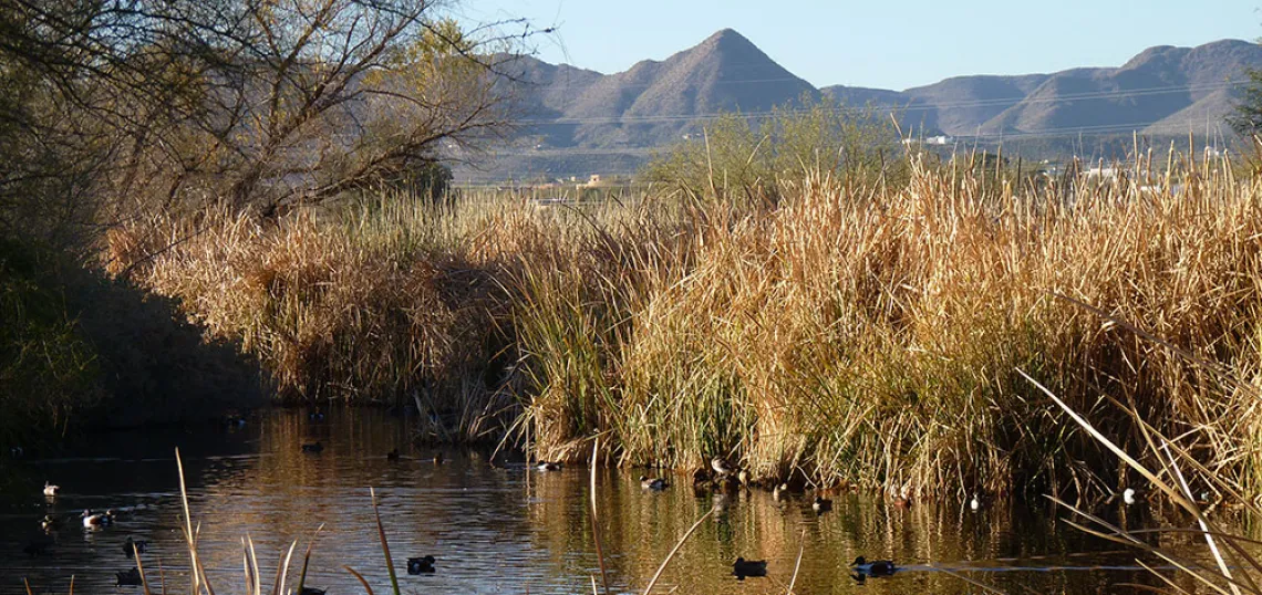 Sweetwater Wetlands